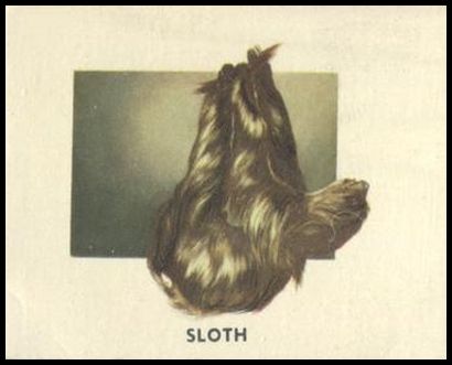 177 Sloth